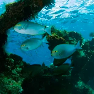 The eyestripe surgeonfish swim between the shipwreck crowded by school fish